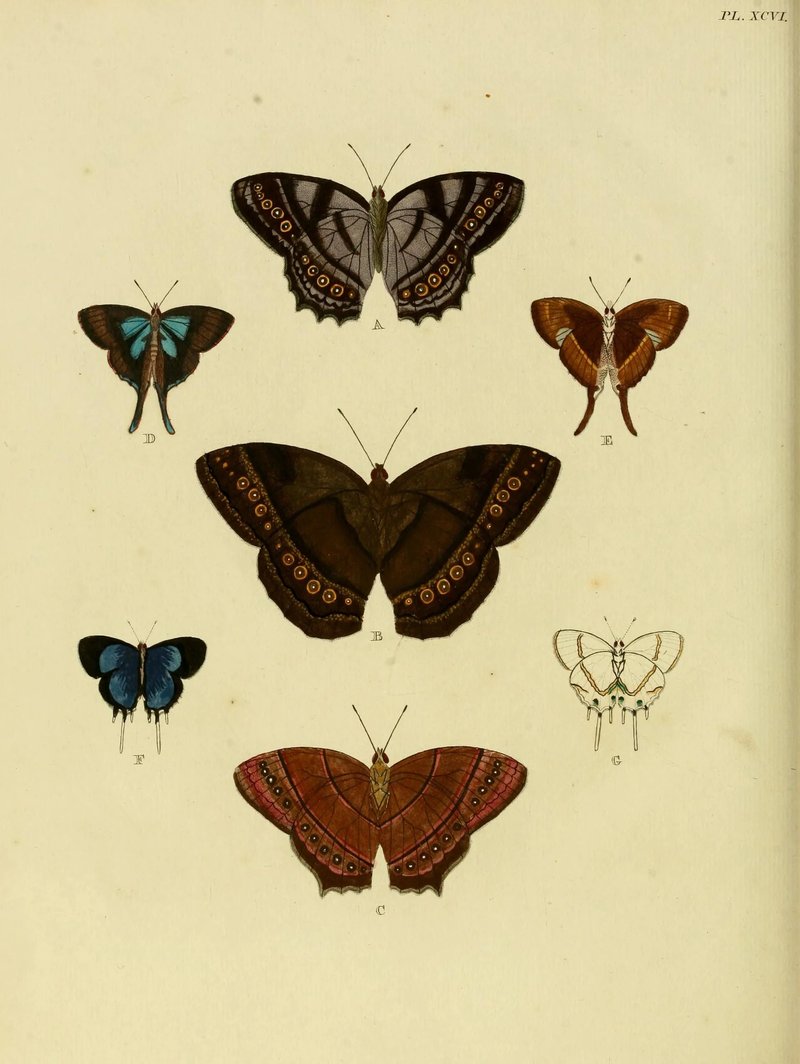 Myrina